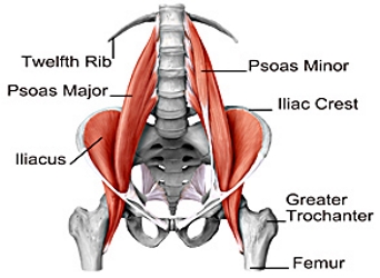 Hip Flexors - Causes Of Tight Hip Flexors - Mobile Massage